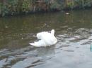 View The Swans. Album