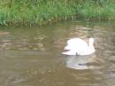 View The Swans. Album