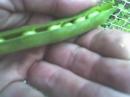 View The Garden in Sept! Album